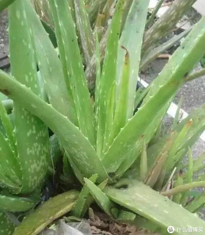 室内绿植大全，一次分享45个品种？