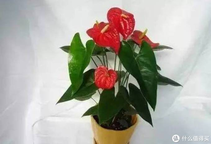 室内绿植大全，一次分享45个品种？