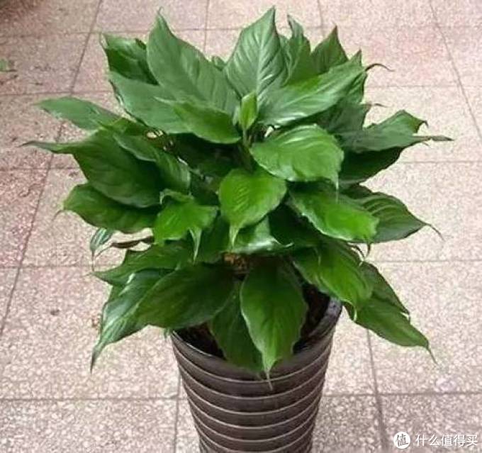 室内绿植大全，一次分享45个品种？