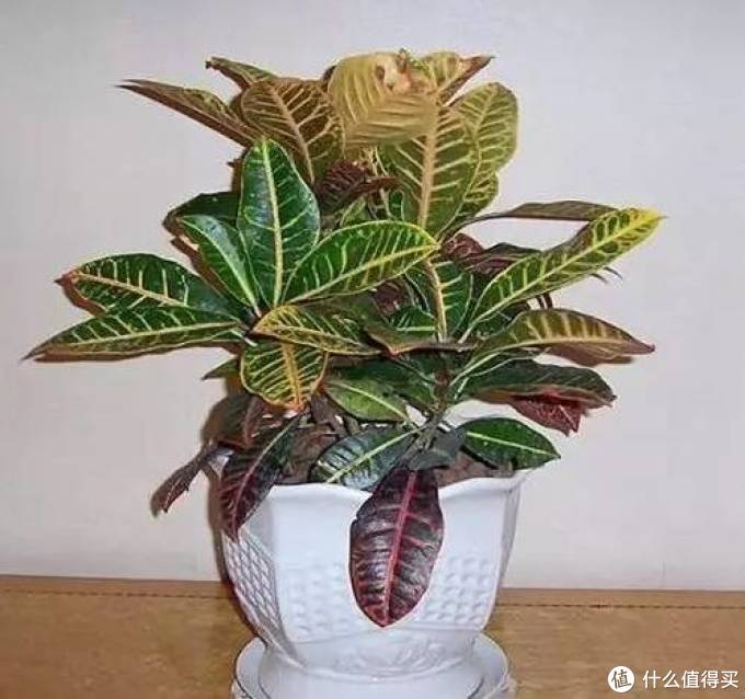 室内绿植大全，一次分享45个品种？