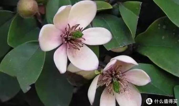 室内绿植大全，一次分享45个品种？