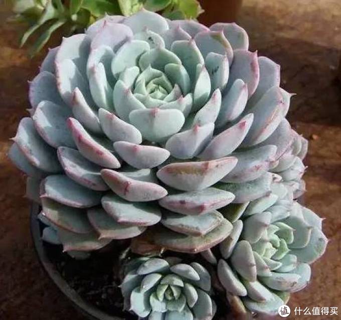 室内绿植大全，一次分享45个品种？