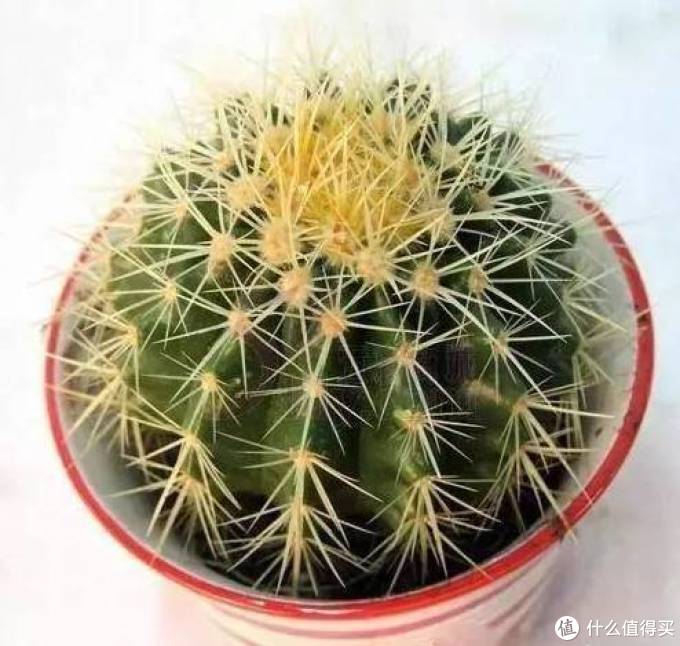 室内绿植大全，一次分享45个品种？
