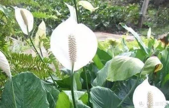 室内绿植大全，一次分享45个品种？