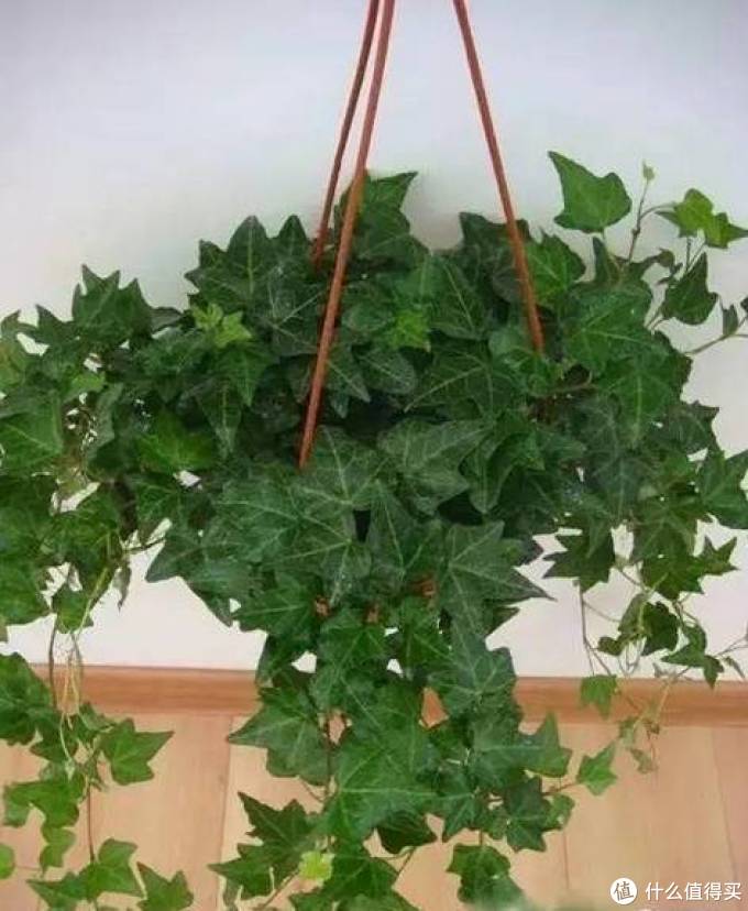 室内绿植大全，一次分享45个品种？