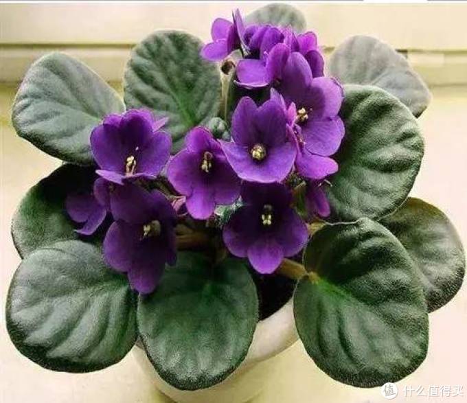 室内绿植大全，一次分享45个品种？