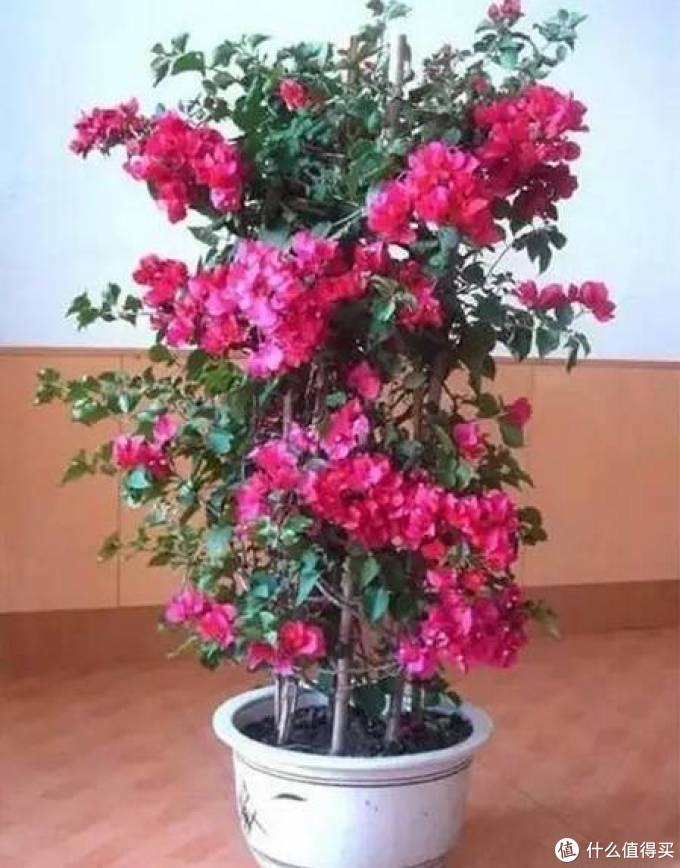 室内绿植大全，一次分享45个品种？