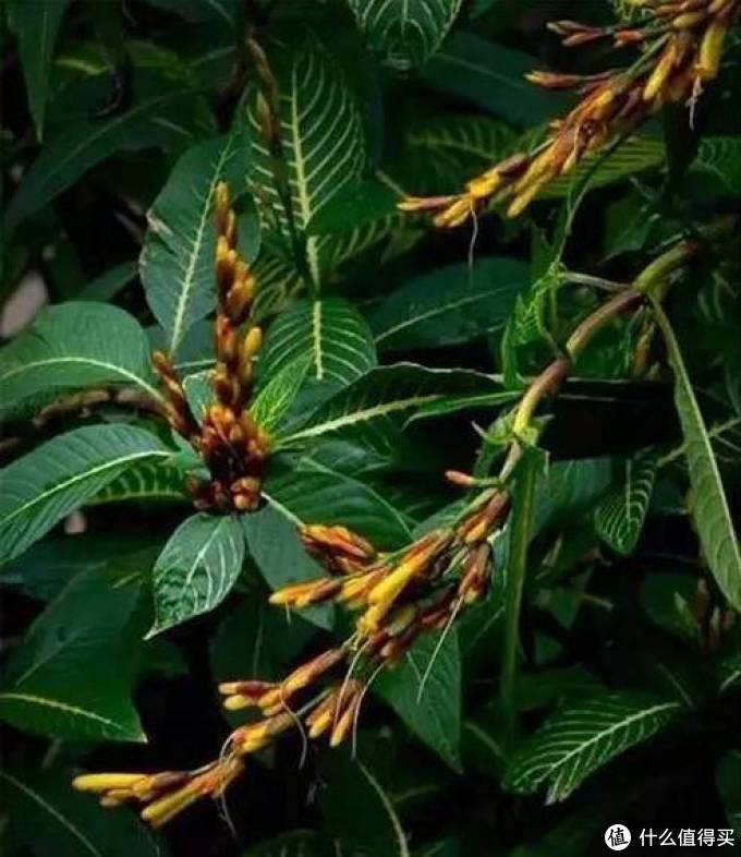 室内绿植大全，一次分享45个品种？