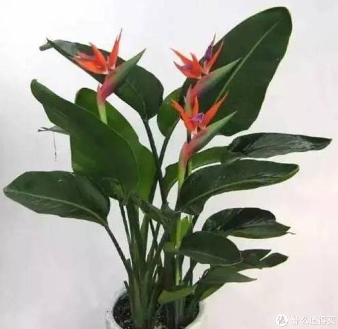 室内绿植大全，一次分享45个品种？