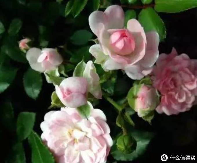 室内绿植大全，一次分享45个品种？