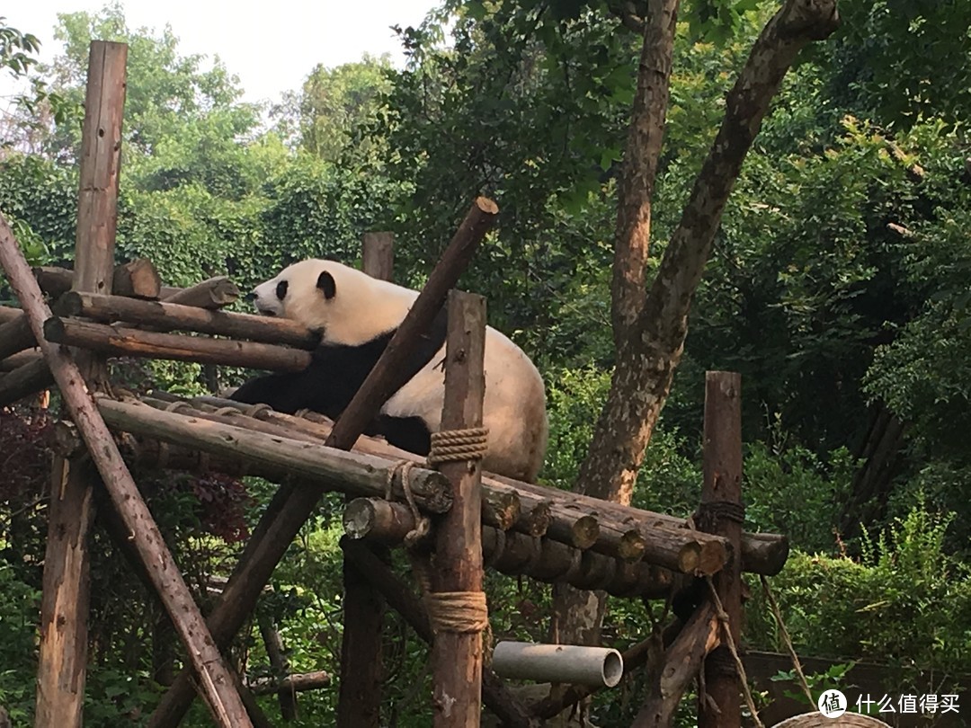 和我在成都的街头走一走——从春熙路到大熊猫基地