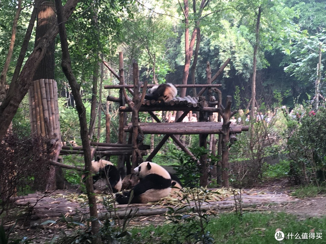 和我在成都的街头走一走——从春熙路到大熊猫基地