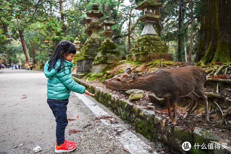 去奈良旅游你应该选择哪种交通卡券，到了之后如何玩好奈良小鹿