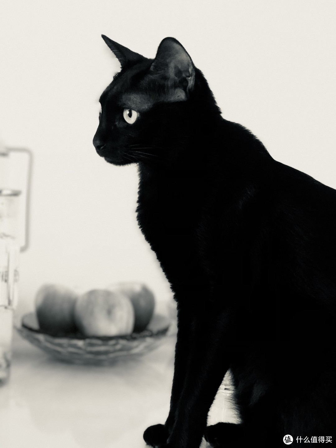 已经是一只优雅的黑猫了