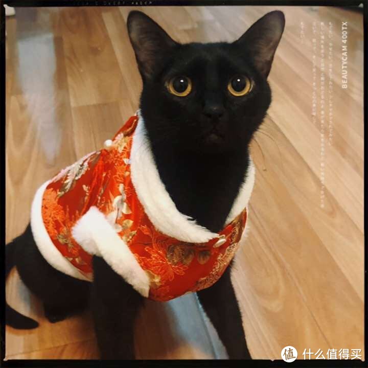 如何领养一只黑猫 | 小黑喵的成长日记