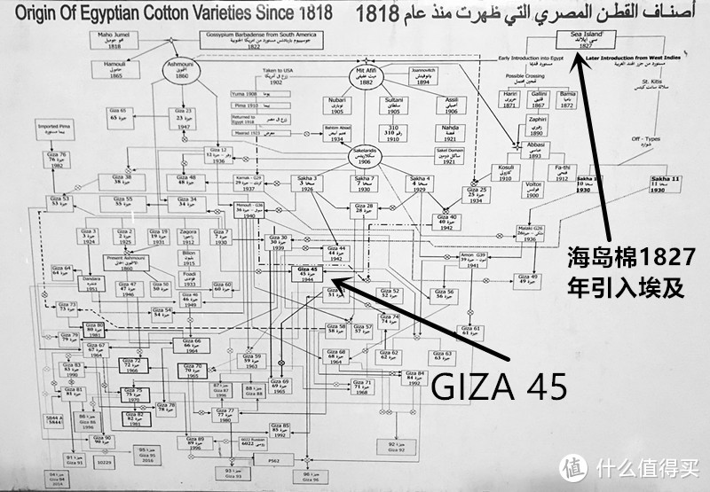 埃及GIZA棉家族谱系图