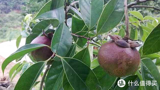 山竹叶子 莽吉柿(学名:Garcinia mangostana L.),俗称山竹,或山竺、山竹子、倒捻子。小乔木,高12-20米,分枝多而密集,交互对生,小枝具明显的纵稜条。叶片厚革质,具光泽,椭圆形或椭圆状矩圆形,顶端短渐尖,基部宽楔形或近圆形。雄花2-9簇生枝条顶端,花梗短;雌花单生或成对,着生于枝条顶端,比雄花稍大;子房5-8室,几无花柱,柱头5-6深裂。果成熟时紫红色,间有黄褐色斑块,光滑,有种子4-5,假种皮瓢状多汁,白色。花期9-10月,果期11-12月。