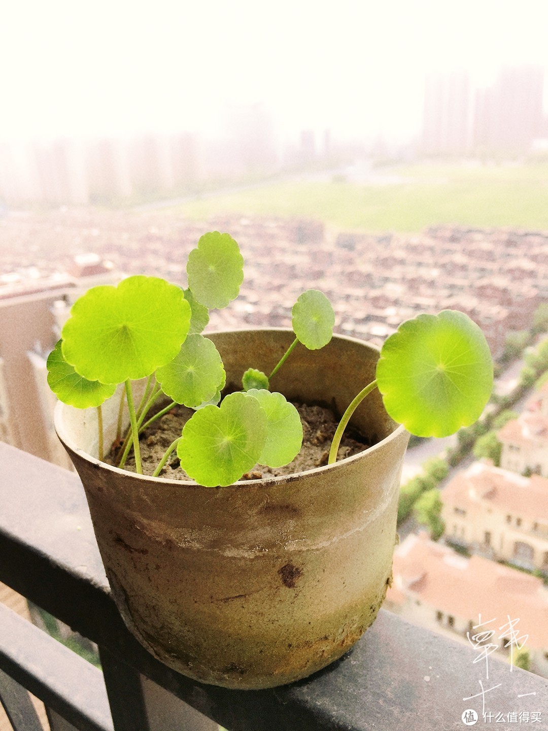 阳台实拍的金钱草