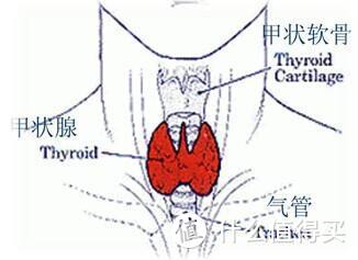 已经得了甲状腺癌怎么买保险？