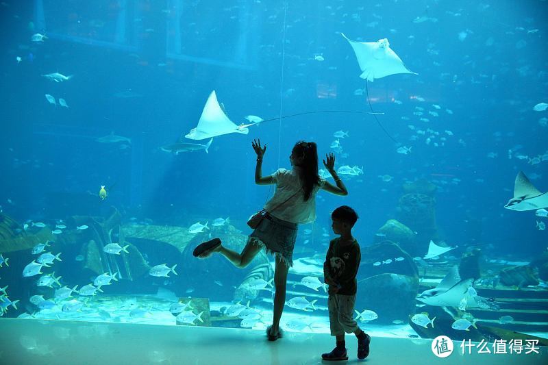 亚特兰蒂斯失落的空间水族馆，这里才是你了解海洋的入口