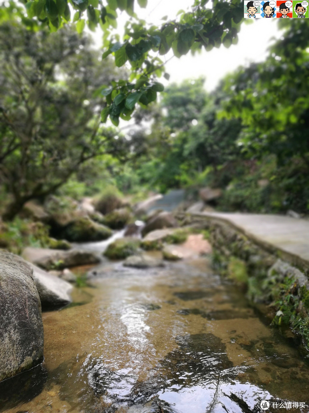 凤溪沿线生长着龙眼、木棉、枫树等古树，枝叶汇聚着天地之灵气。