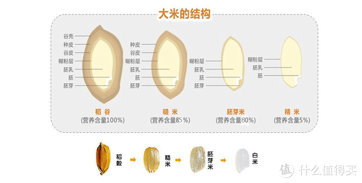 发个芽就能让普通大米营养价值翻倍？一键搞定发芽米 东芝 IH轻食电饭锅RC-15HNC 使用评测