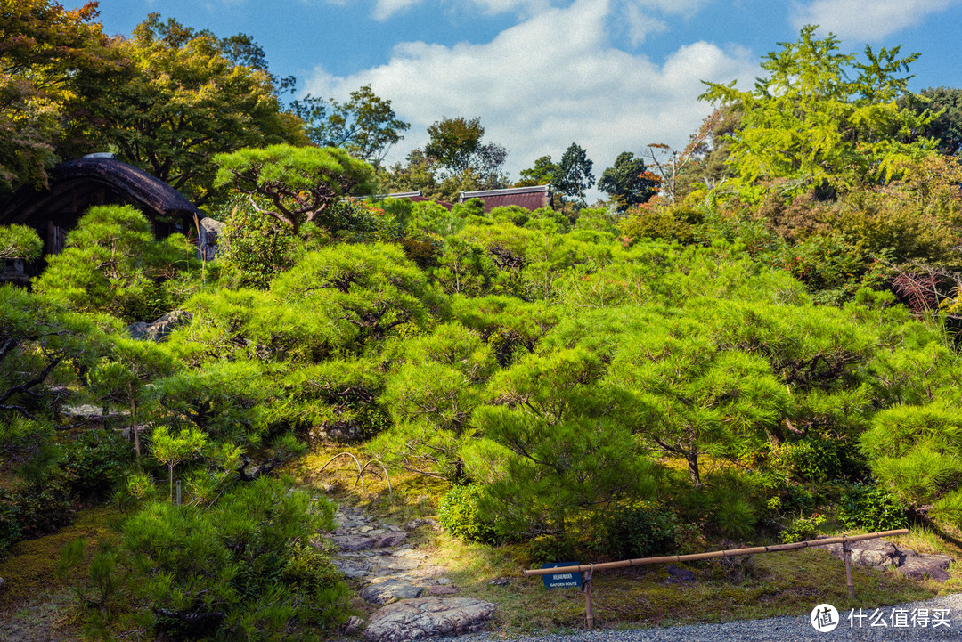 故地重游，漫步嵯峨野