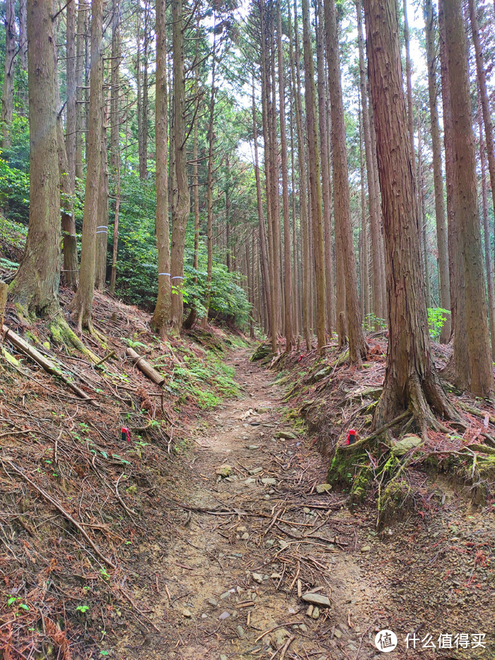 重走空海大师往返高野山之路——高野山町石道完走记录