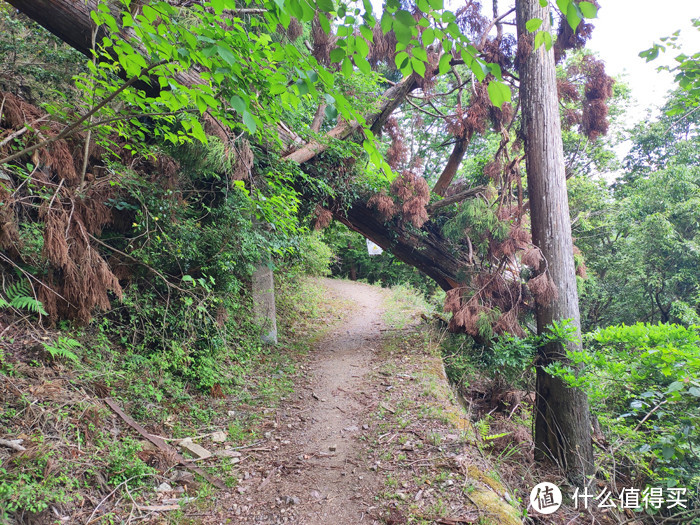 重走空海大师往返高野山之路——高野山町石道完走记录