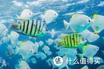 海豚岛丨澳洲最纯净海滩，连周董都来这里度蜜月！