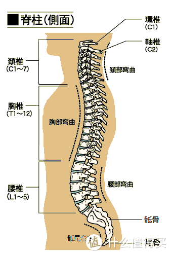 能否拯救腰椎—试看菠萝斑马空气纤维床垫体验记