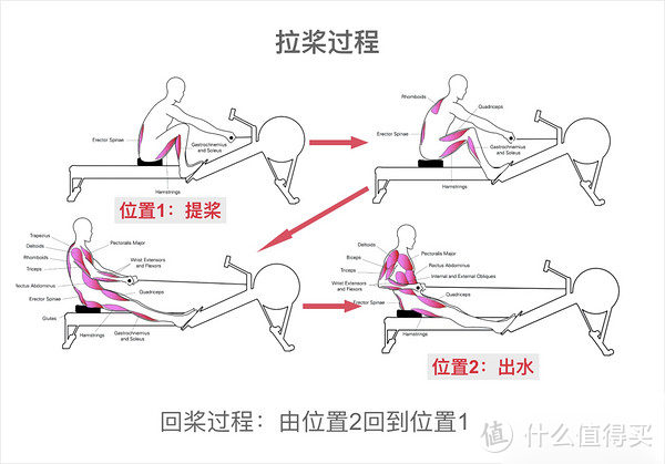 减肥利器：划船器——正确使用划船机的姿势和发力，看完就都懂了！