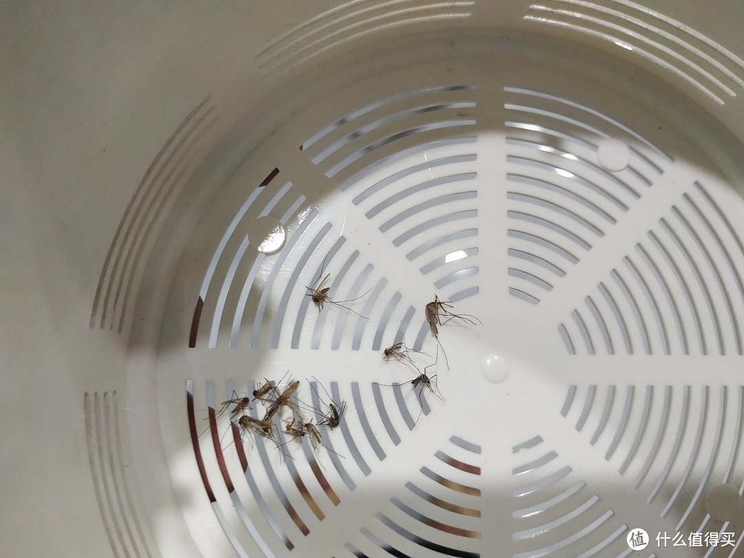 夏日驱蚊大作战，真是心累，对付蚊子到底用什么办法更好？？