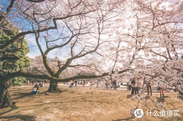 从东京的人潮到富士山的隐逸，盛夏日本旅行，这是最浪漫的打开方式