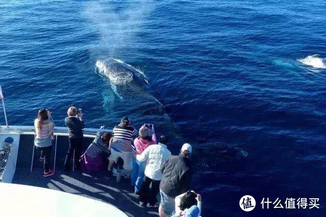 收下这篇观鲸攻略 ！去澳洲，邂逅大海中的温柔巨兽