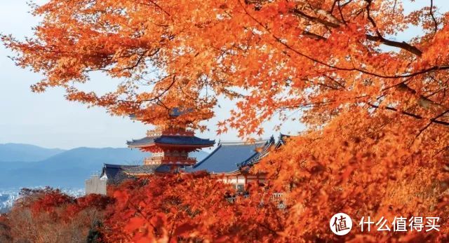 京都祇园祭，大阪花火大会，奈良喂小鹿，夏日的关西可以这样玩