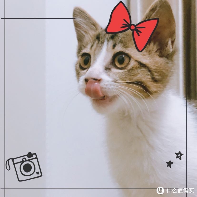 最后还是小猫猫镇楼啦！下次洗澡他也可以用上戴森啦哈哈哈