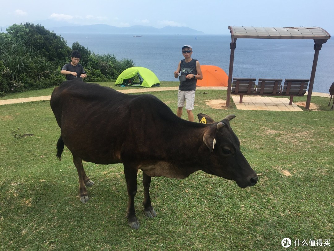 面朝大海 饮牛露营 这是我们向往的生活