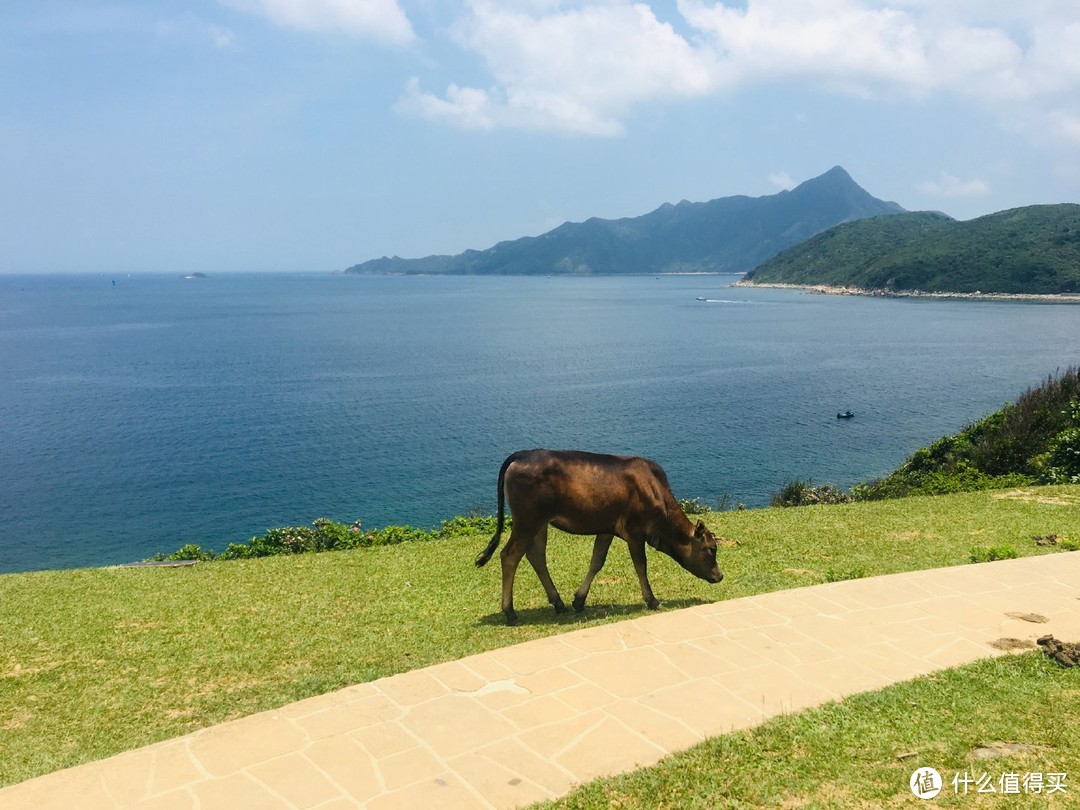 面朝大海 饮牛露营 这是我们向往的生活