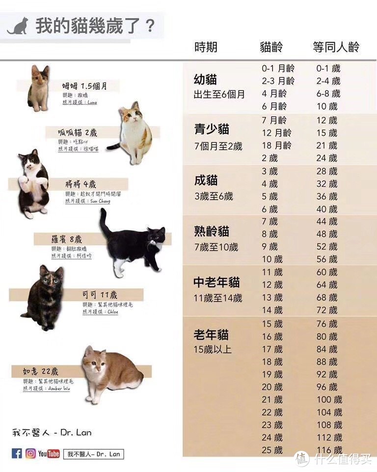 家有18岁老猫的日常—长寿秘诀及实用的宠物用品