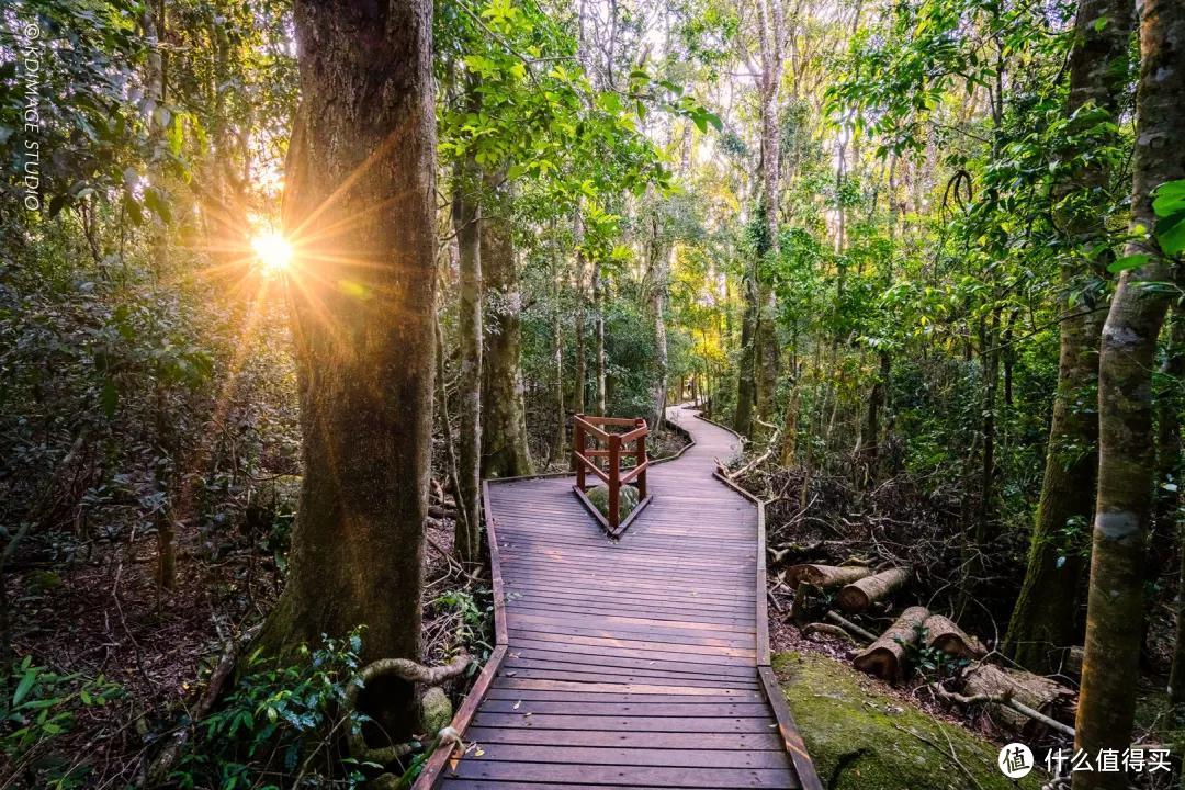 睡进隐世之外的雨林，拥抱昆士兰的秘境天堂！