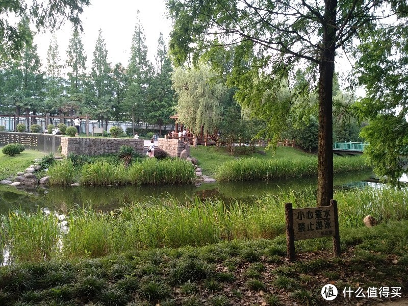 外环线边上的开放式华泾公园（跑步 旱冰 滑板和骑行的好去处）枇杷杨梅树