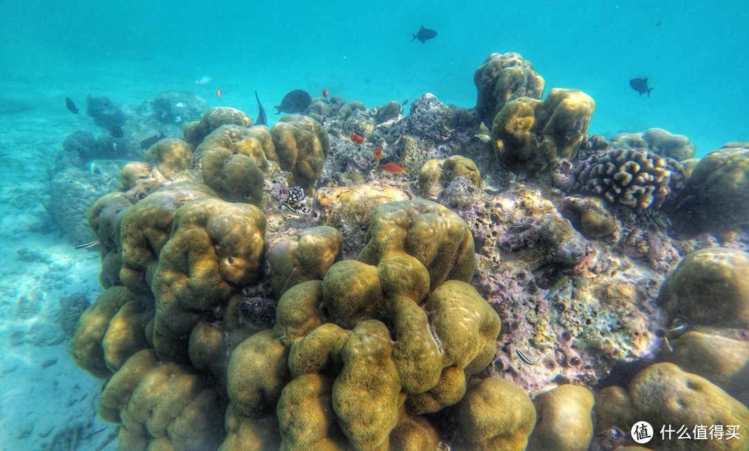 迟来的二次蜜月，马尔代夫魔富士泡岛发呆记（硬核游记，海量相片）