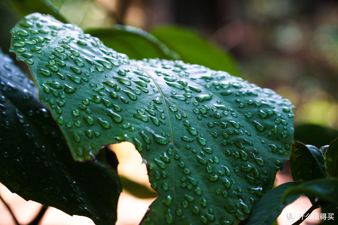 雨林风情