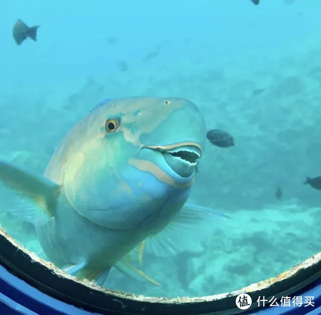 冲绳|最适合亲子游的海岛，这个夏天来这里看鲨鱼，享美食