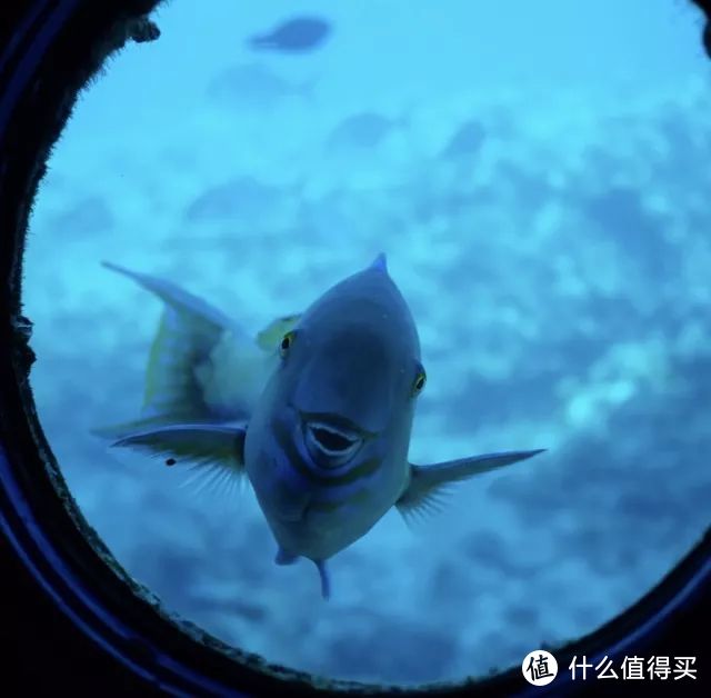 冲绳|最适合亲子游的海岛，这个夏天来这里看鲨鱼，享美食