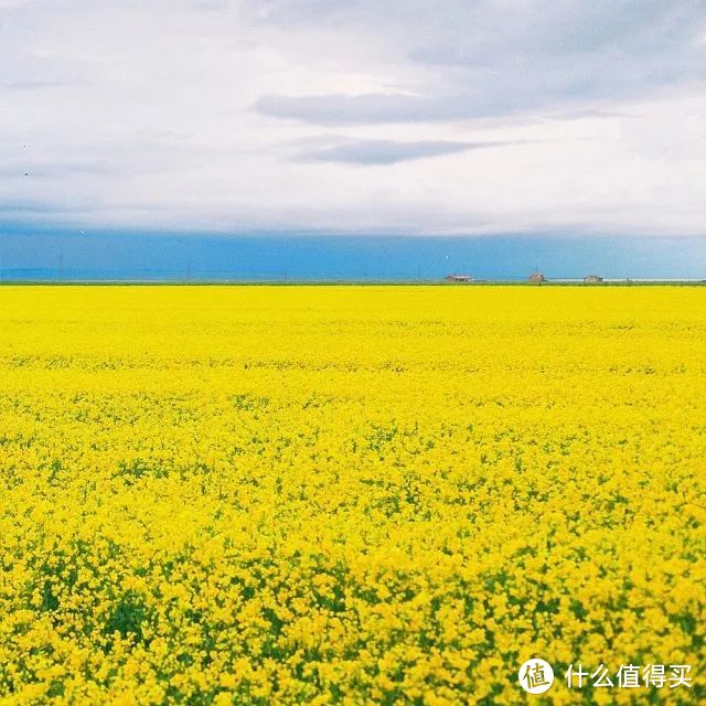 青海|中国也有天空之镜！油菜花田，七彩丹霞，最好的风景在西北