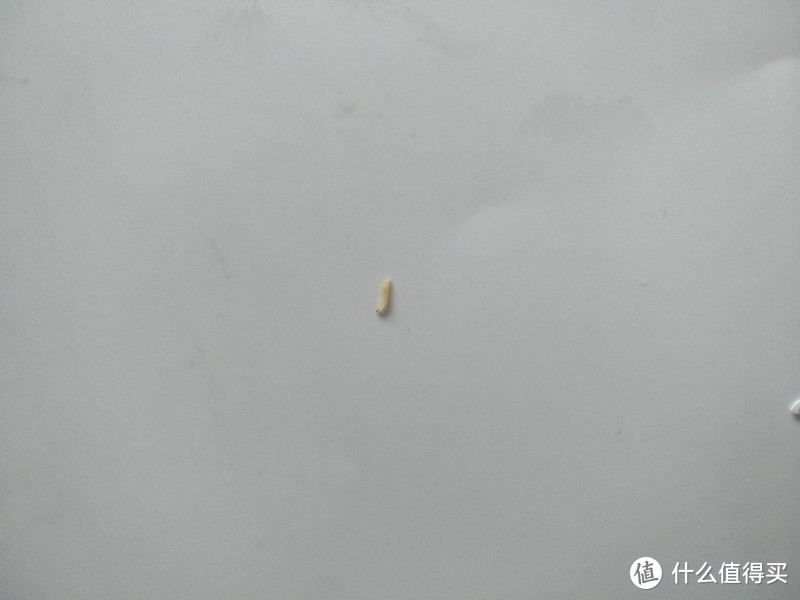 浙江台州的仙居杨梅（个头真和黄乒乓球一般大小的）有虫的杨梅才是好杨梅么