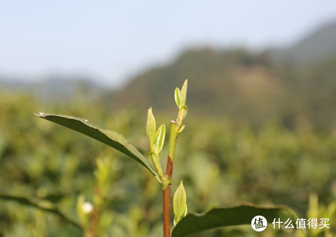 中国六大茶系科普，喝茶不懂这些就尴尬了！