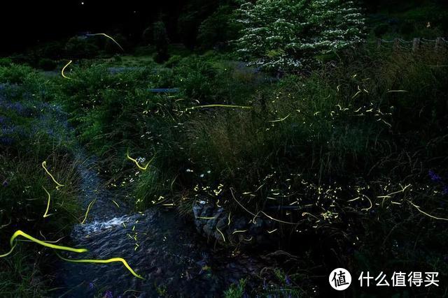 夏夜里的梦幻，是萤火虫和你